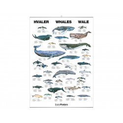 Poster Baleines