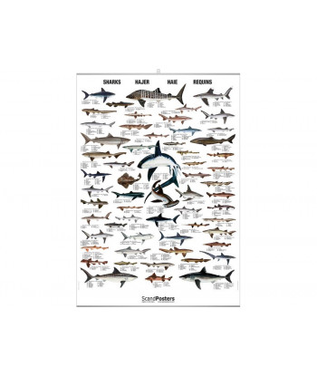 Poster requins